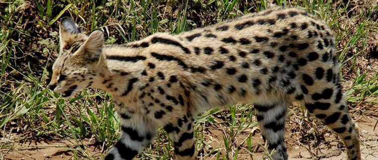 chat Serengeti